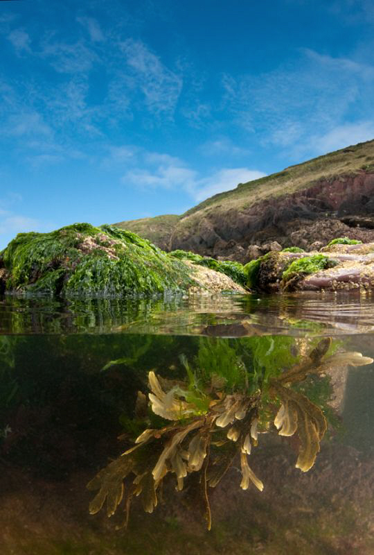 Pembrokeshire rock pool by Paul Colley 