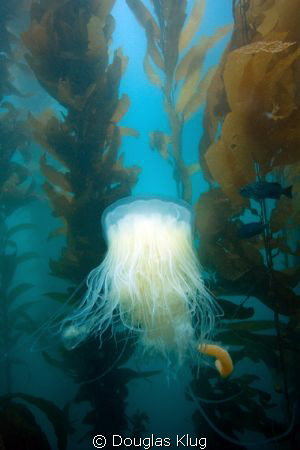 Drifter in the Forest. A jelly drifts through the kelp fo... by Douglas Klug 