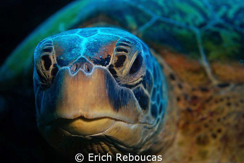 Turtle portrait II by Erich Reboucas 