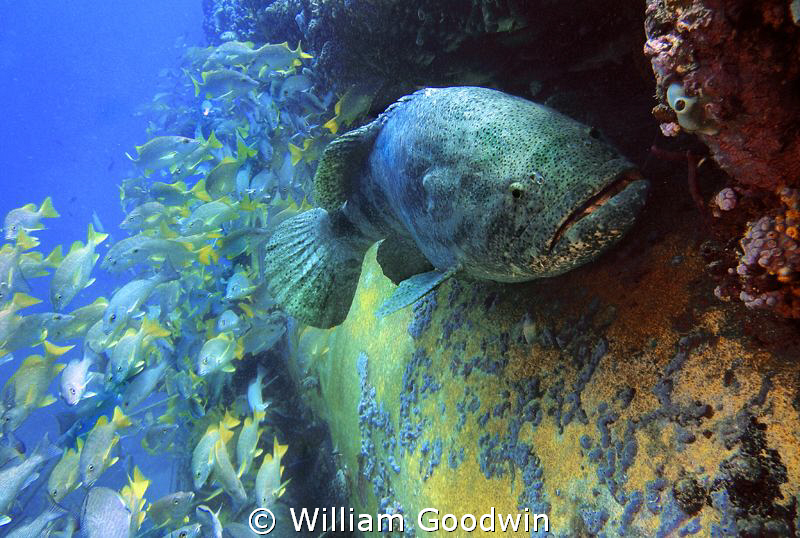 Taken at the Aquarius undersea habitat/laboratory diving ... by William Goodwin 