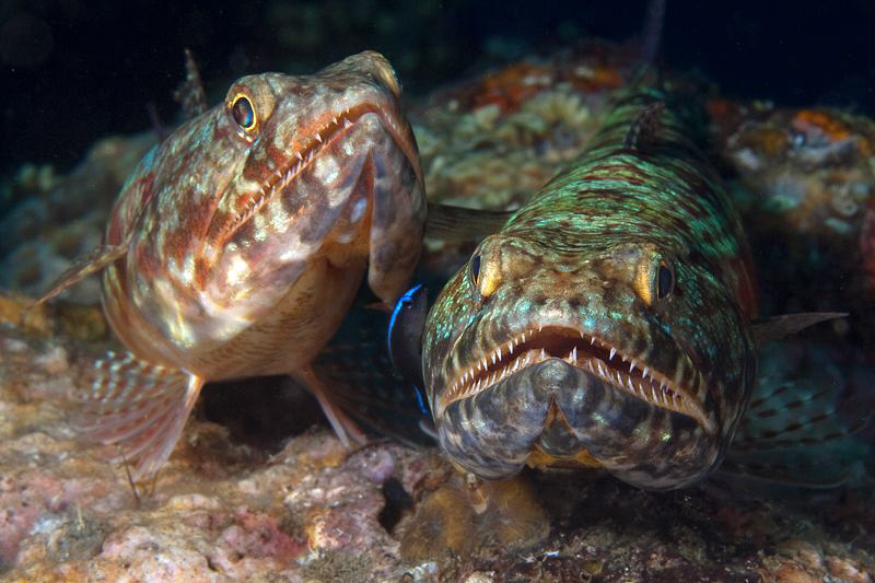 Lizardfish pair, Tulamben by Doug Anderson 