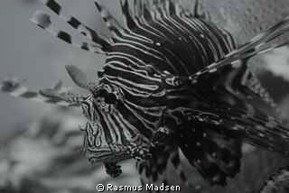 Lionfish by Rasmus Madsen 