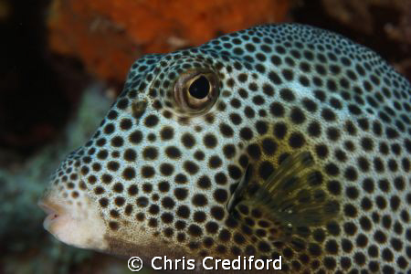Smooth Trunkfish that seemed to enjoy getting his picture... by Chris Crediford 