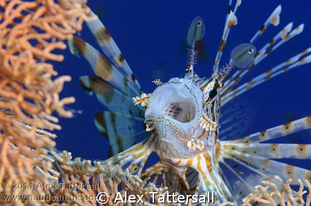 I begged him to yawn, and he did. Nauticam NA-D7000, 105m... by Alex Tattersall 