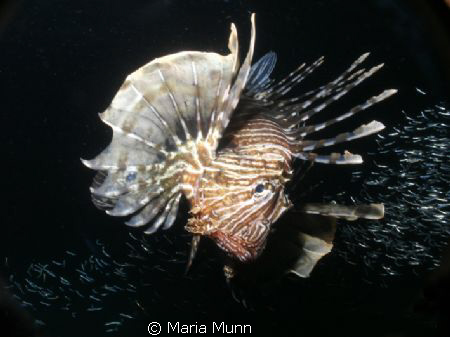 Night Dive in Egypt with feeding lionfish and swarms of s... by Maria Munn 