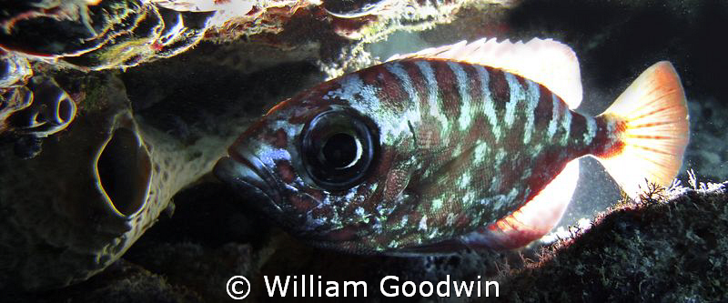 Glass Eye Snapper with tail & fins backlit. One of the de... by William Goodwin 