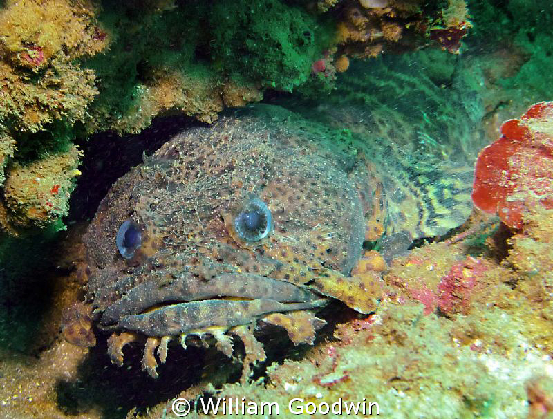 A cuddly little Leopard Toadfish. Four miles offshore fro... by William Goodwin 