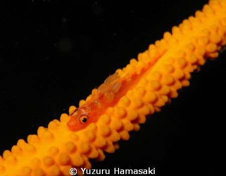 this whip goby has not one but two parasites attached to ... by Yuzuru Hamasaki 