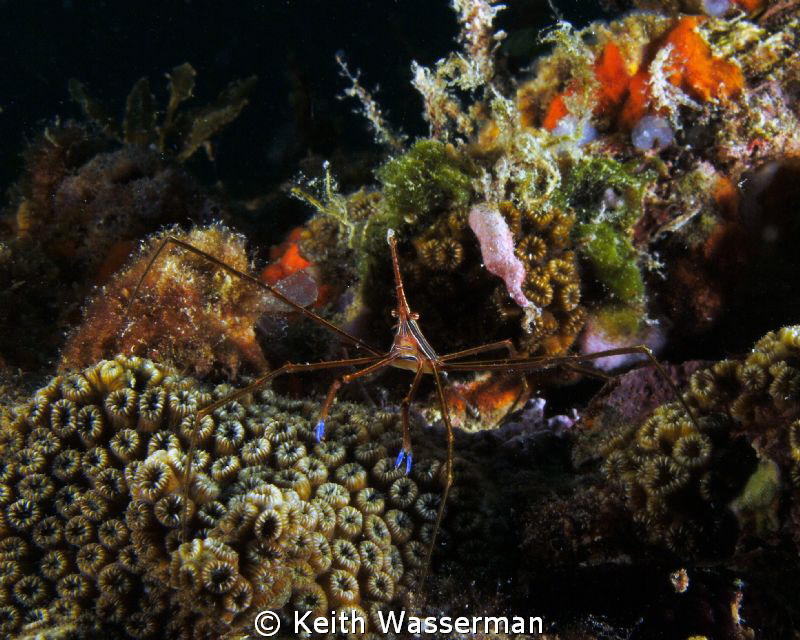 Arrow Crab on Veterans Reef, near Clearwater Florida. by Keith Wasserman 