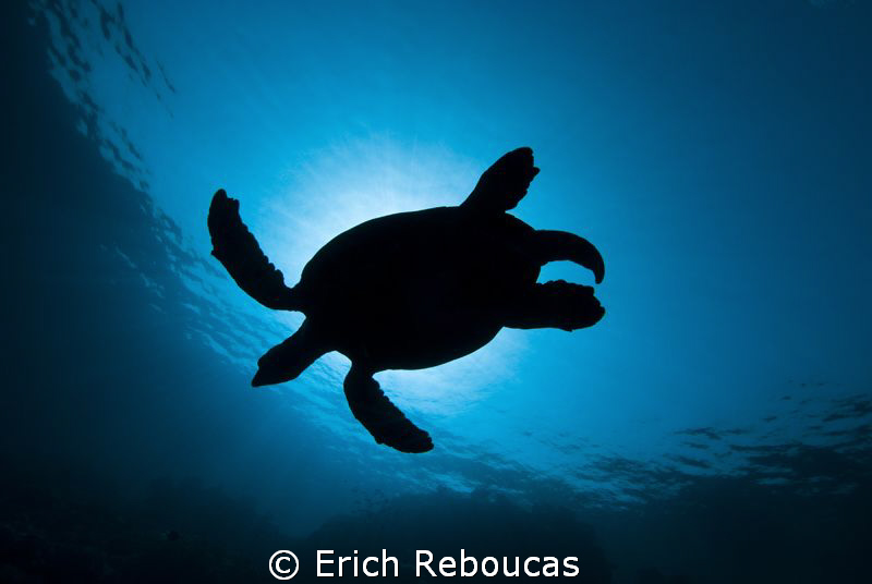 Turtle Eclipse by Erich Reboucas 