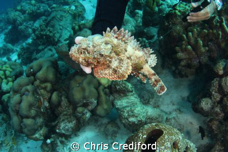 The Divemaster picking up a Scorpionfish which seemed sur... by Chris Crediford 