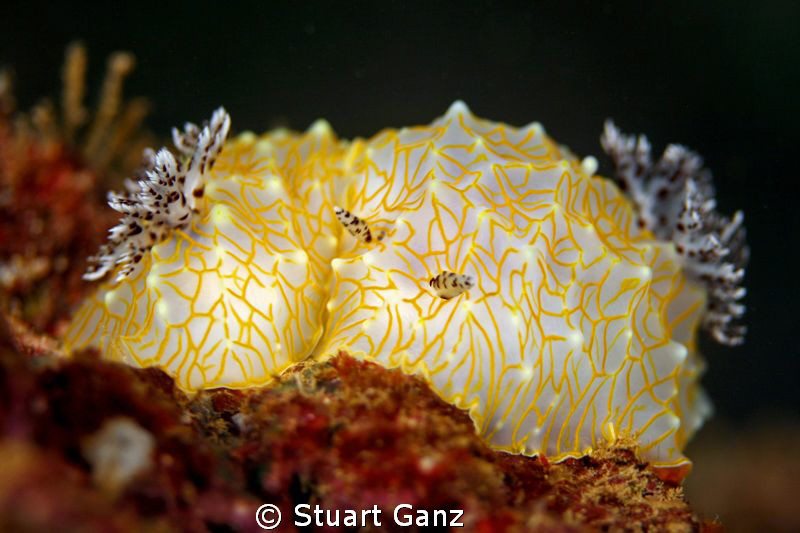 Goldlace Nudibranch by Stuart Ganz 