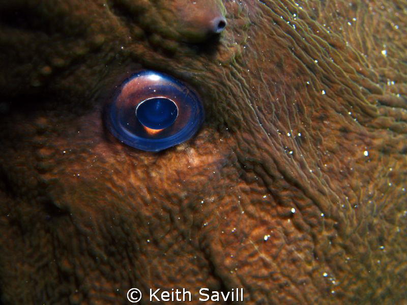 The eye of the moray. Canon Ixus 85is, Inon Macro lens, I... by Keith Savill 