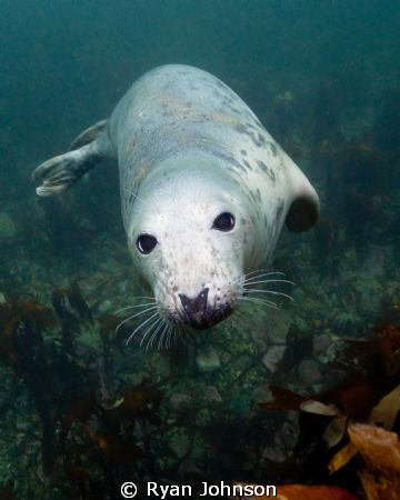 A seal taken at the Farne Islands in the North sea, North... by Ryan Johnson 