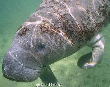 Cutest manatee ever!!! by Kim Nelson 