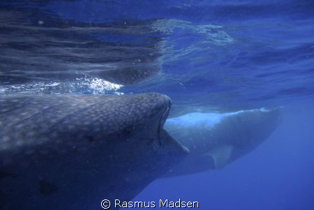2 whalesharks by Rasmus Madsen 