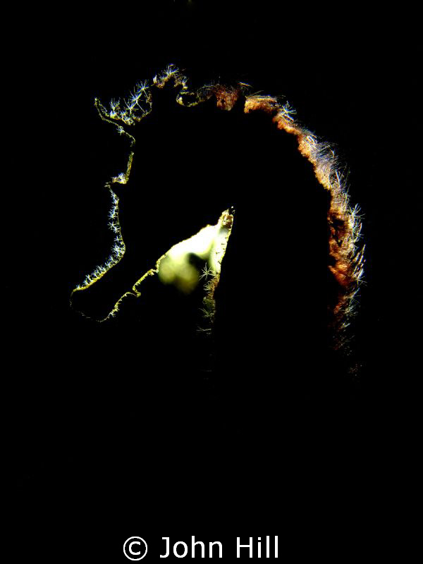 Seahorse with Backlighting.  Finally found one in the rig... by John Hill 