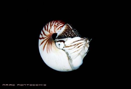 Nautilus, PNG by Marc Montocchio 