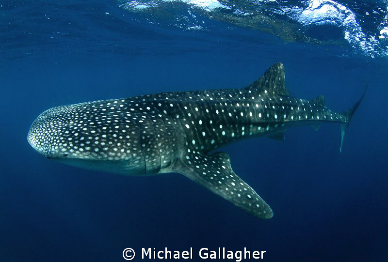 Juvenile Whale Shark, Djibouti by Michael Gallagher 