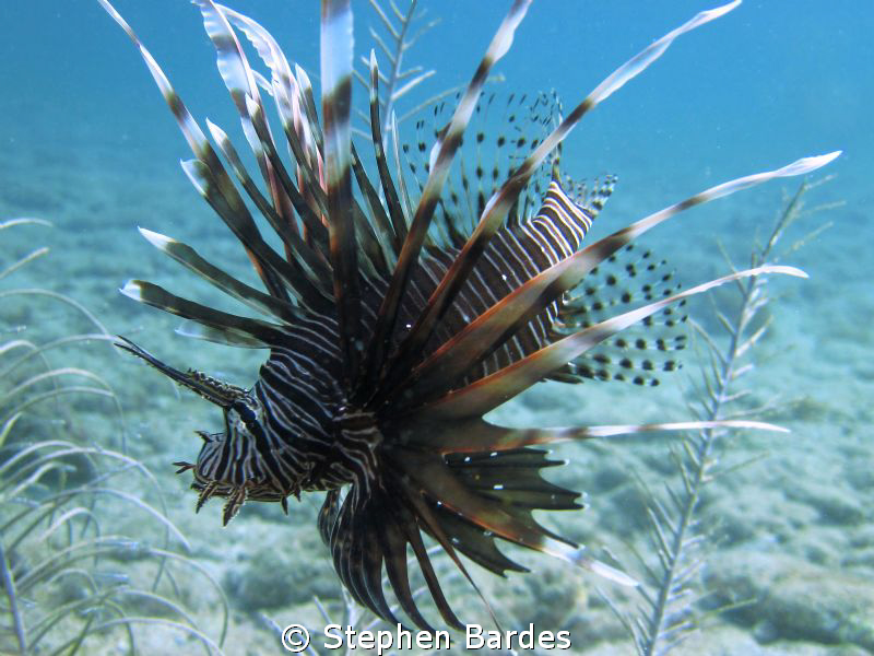 Free swimming Lionfish by Stephen Bardes 