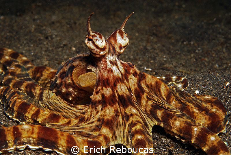 Mimic octopus at Lembeh by Erich Reboucas 