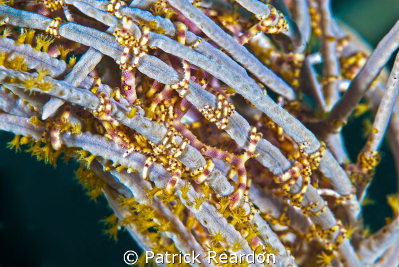 Very cool behavior shot.  This basket star has wrapped it... by Patrick Reardon 