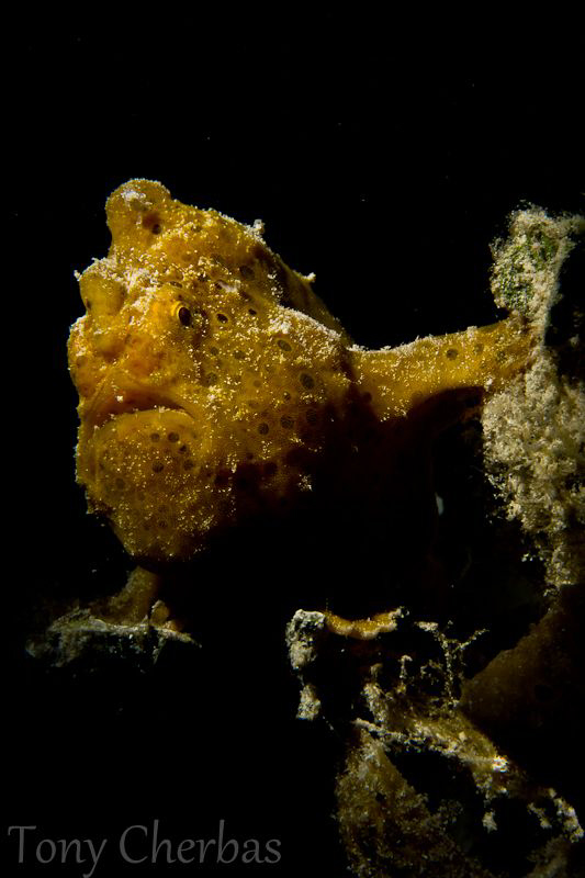 Shakespearean Frogfish: dramatic lighting with snoot :) by Tony Cherbas 
