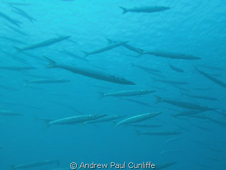 big ggest shoal of Barracuda I´´ve ever see.
 by Andrew Paul Cunliffe 