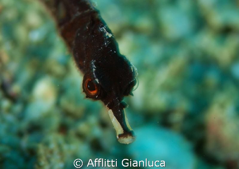 cosmocampus darrosanus by Afflitti Gianluca 