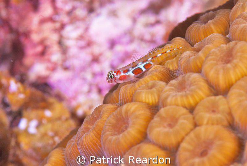 Orangesided Goby.  Nikon 105 with Subsee 5X. by Patrick Reardon 