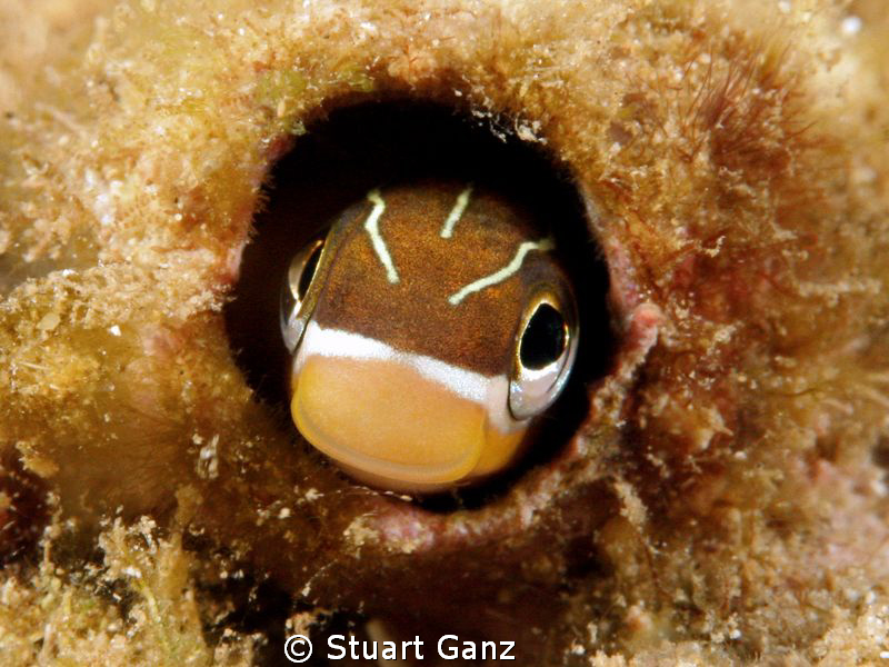 Scale-Eating Blenny looking out from his hole. by Stuart Ganz 