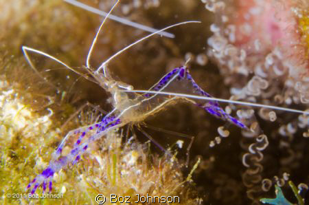 Pederson Shrimp. Nikon d7000, 60mm macro lens, Ikelite ho... by Boz Johnson 