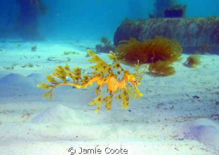 "Searching the sands"
Leafy sea dragon found cruising in... by Jamie Coote 