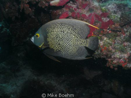 French Anglefish taken August 3, 2011, at Molasses Reef o... by Mike Boehm 