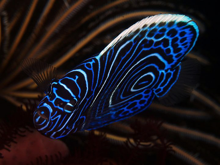 Juvenile emperor angelfish, Tulamben by Doug Anderson 