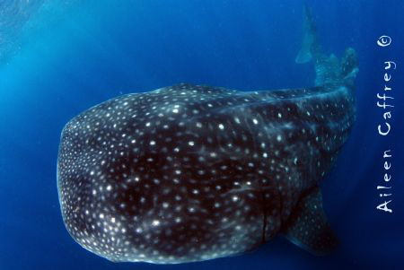 Domino... Whale Shark, king of the Fishies North of Isla ... by Aileen Caffrey 