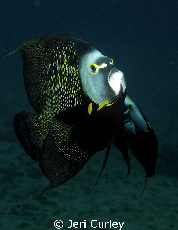 A group of French Angelfish got friendly during a dive of... by Jeri Curley 