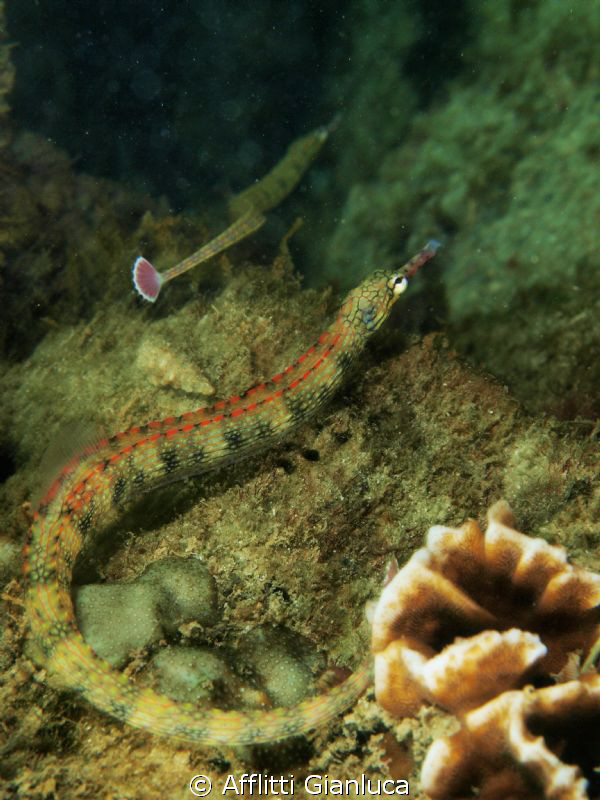 coryhoichthys schulzi by Afflitti Gianluca 