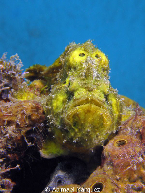 Rewarding encounter with a Yellow Frogfish. by Abimael Márquez 