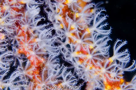 Coral Pollups, Nikon d7000, 60mm macro, ikelite housing, ... by Boz Johnson 