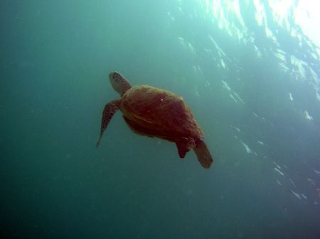Taken snorkelling off palau Perhentian. 2228 x 1712. by Dan Shipp 