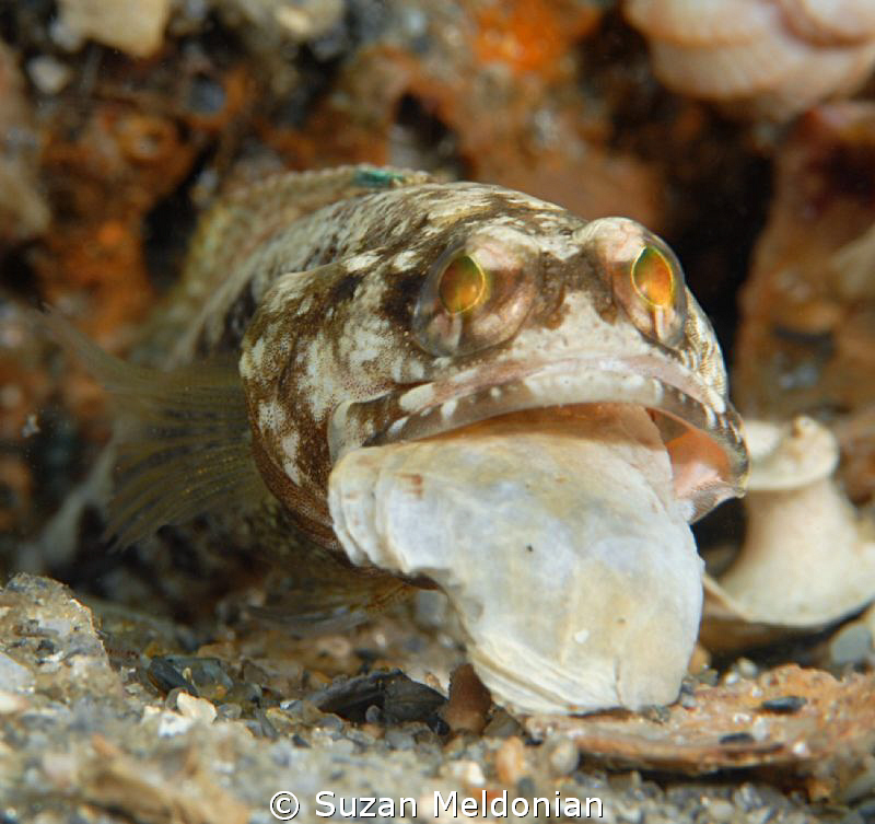 ..Oh, hello . . . would you like a shell? by Suzan Meldonian 