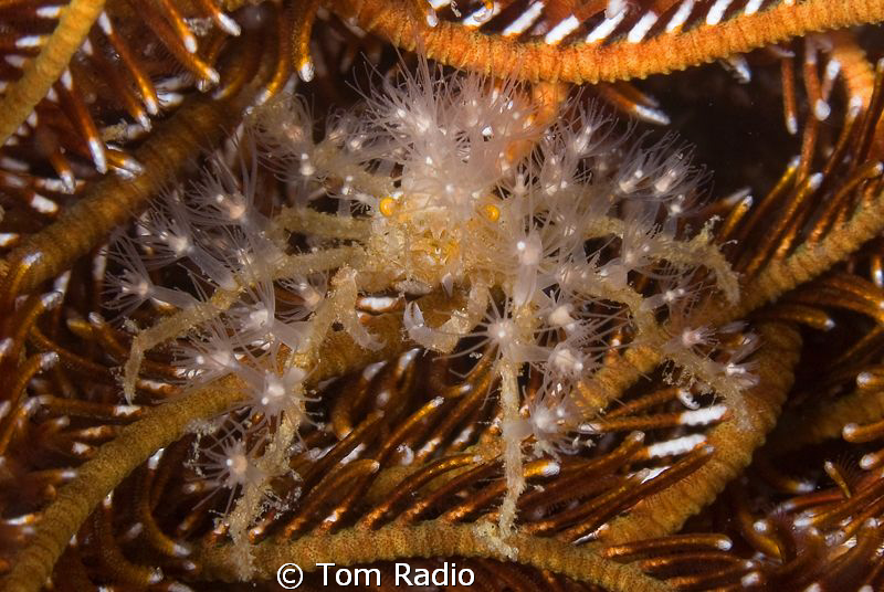 Spider Crab
Ambon, Indonesia by Tom Radio 