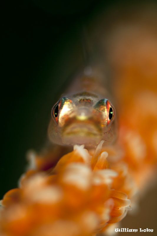 In The Face of a Whip Goby by William Loke 
