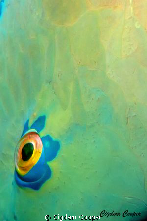 detail of the parrotfish by Cigdem Cooper 
