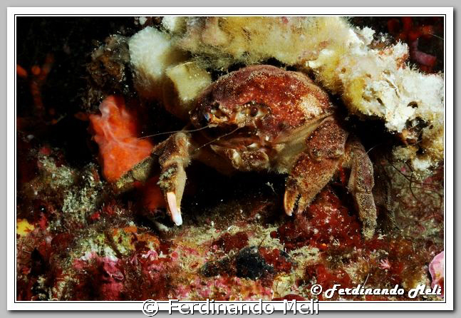 This crab (Dromia personata) detach pieces of sponge and ... by Ferdinando Meli 