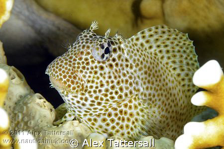 Leopard Blenny, Jackson Reef, Nauticam NA-D7000, 105mm VR... by Alex Tattersall 