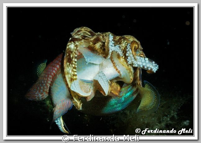 A cuttlefish (Sepia officinalis) catch a fish (Symphodua ... by Ferdinando Meli 