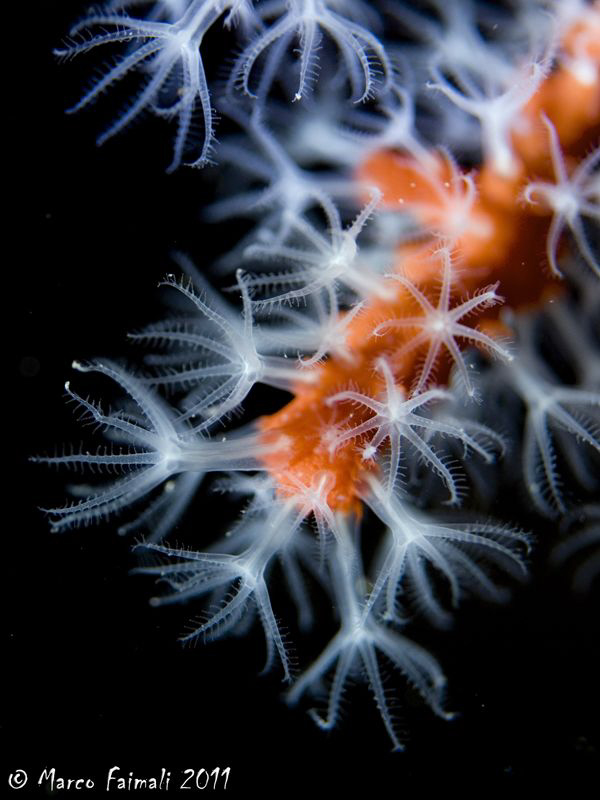 Mediterranean red-coral (Corallium rubrum) by Marco Faimali 