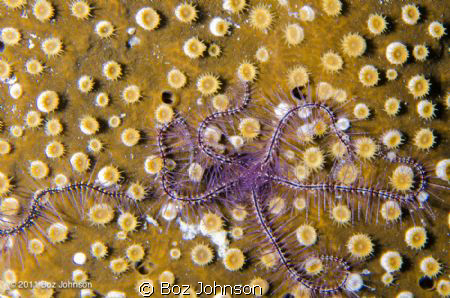 Brittle star on coral, nikon d7000, 60mm macro, ikelite h... by Boz Johnson 
